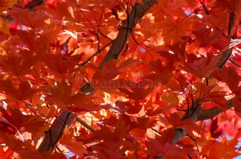 Crimson Maple Leaves Exhibiting the Elegance of Autumn Stock Photo - Image of beautiful, foliage ...