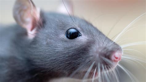 Recrudescence De Rats Et De Souris Dans Les Tablissements De Vancouver