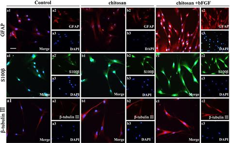 Frontiers Recent Advances Of Chitosan Based Injectable Hydrogels For