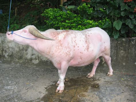 File:Albino-Water-Buffalo-Rantepao.jpg - Wikipedia