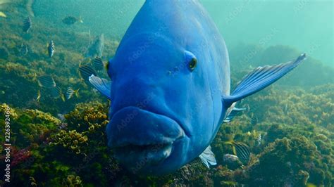 Huge Big Blue Fish Eastern Blue Groper Achoerodus Viridis Sydney