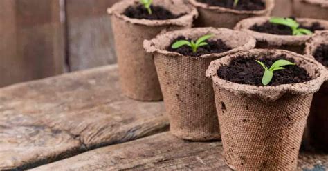 Peat Pots And Alternatives: Everything You Need To Know To Grow