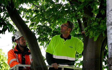 Natuurmonumenten Gaat Minder Bomen Kappen