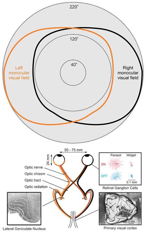 Human Visual Pathway Top Monocular And Binocular Visual Field In