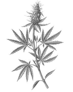 Weed Plants Drawings