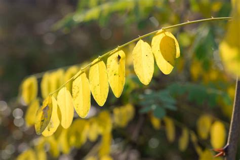 170+ Robinia Tree In Autumn Stock Photos, Pictures & Royalty-Free ...