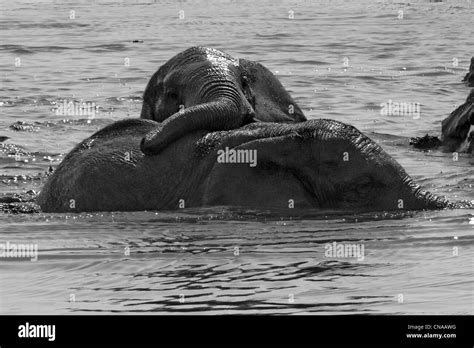 African Bull Elephant Black And White Stock Photos Images Alamy