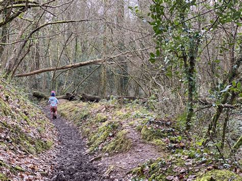 Stoke Woods Walk Exeter Little Devon