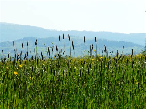 Images Gratuites La Nature Herbe Le Marais Montagne Plante Champ