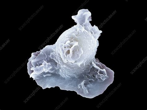 Neutrophil White Blood Cell Sem Stock Image C0386849 Science