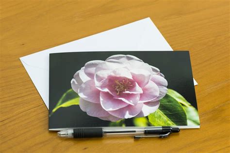 Flower Greetings Card Camellia Japonica Card Blank Inside So Suitable