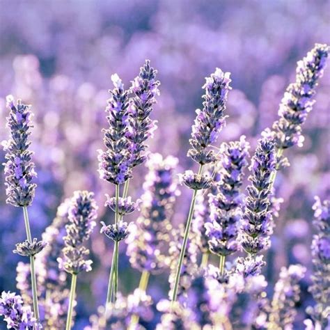 Plant Of The Month Lavender Ransoms Garden Centre