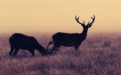 Nature Field Deer Wallpaper 1680x1050 6568