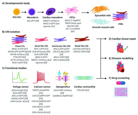 An Overview Of Potential Applications For Fluorescent Psc Cms Reporter