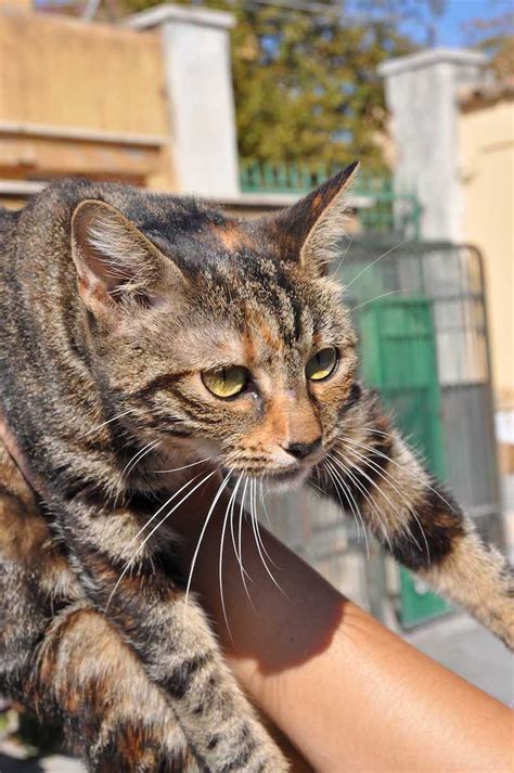 I Gatti Pi Belli Del Mondo Campioni Del Mondo Best In Show Al