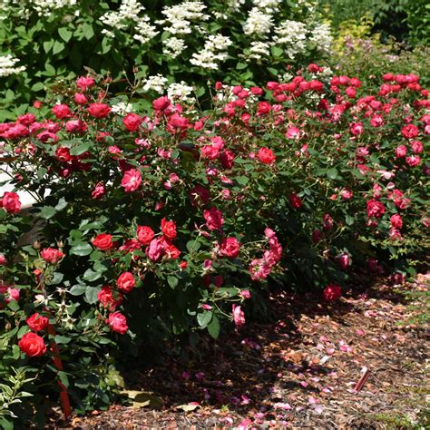 Oso Easy Double Red Rose Ship My Plants