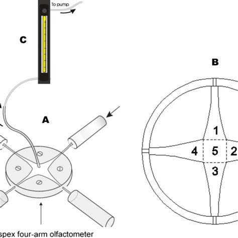 A schematic diagram of the four-arm olfactometer bioassay set up used... | Download Scientific ...