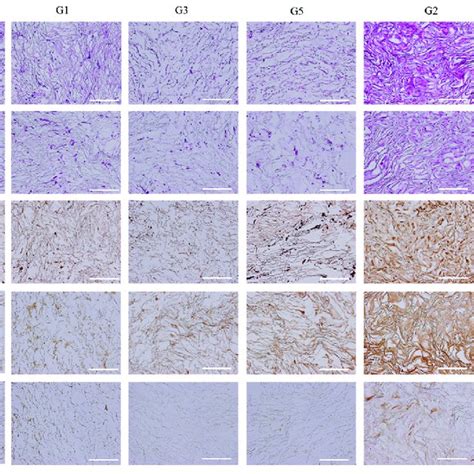 Optical Photomicrographs Of He Staining Safranin O Staining And Download Scientific Diagram