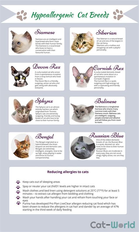 Hypoallergenic Breeds Of Cat Cat Breeds Hypoallergenic Cats Cat