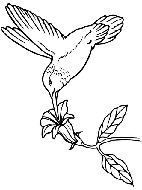 Dibujo Para Colorear De Colibrí 8108