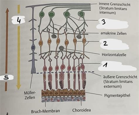 Aufbau Der Netzhaut Flashcards Quizlet