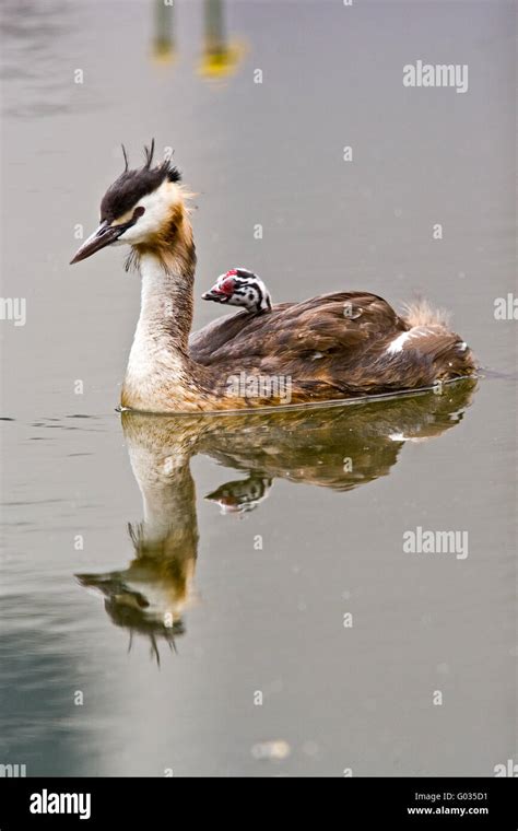 Great Crested Grebe Stock Photo Alamy