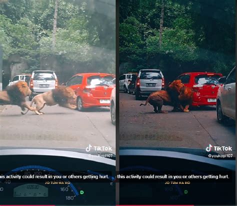 Viral Singa Berkelahi Hingga Tabrak Mobil Pengunjung Di Taman Safari