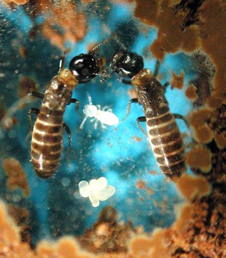 Long Live the Termite Queen | Science | AAAS