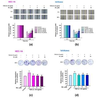 Isl Reversed Tgf Induced Epithelial Mesenchymal Transition Emt In