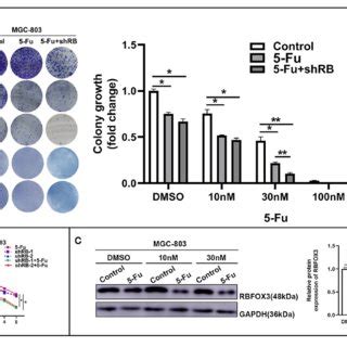 Correlation Of The Expression Of Rbfox With Clinical Features In