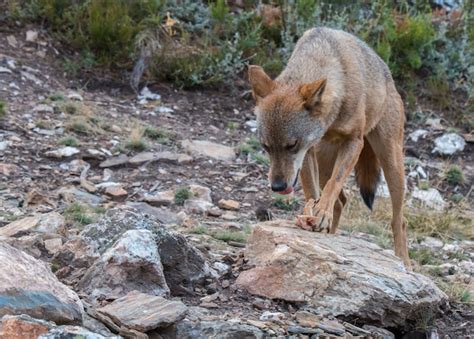 O Lobo Ib Rico Foto Premium