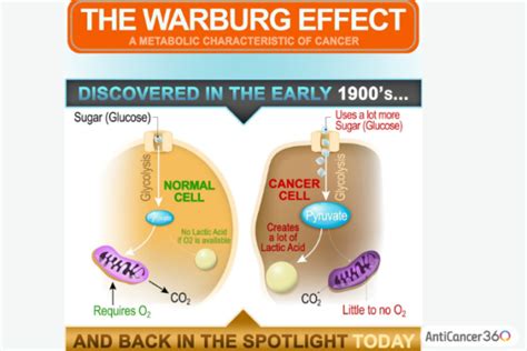 New Science Targeting Warburg Effect In Cancer