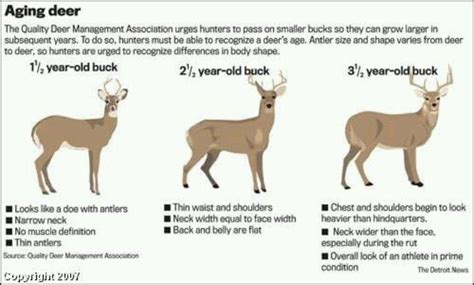 Aging Bucks On The Hoof Types Of Hunting Hunting Hunting Tips