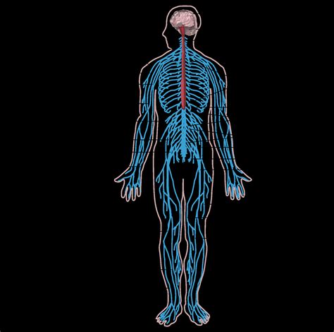 Nervous System Diagram Labeled For Kids