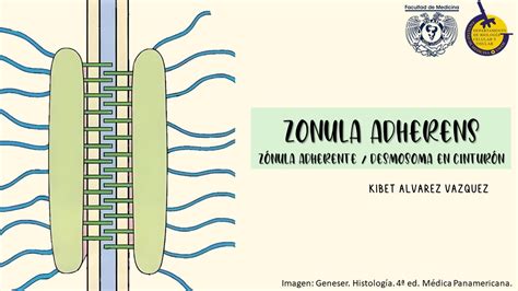 Zonula Adherens Estructura Y Funci N Youtube