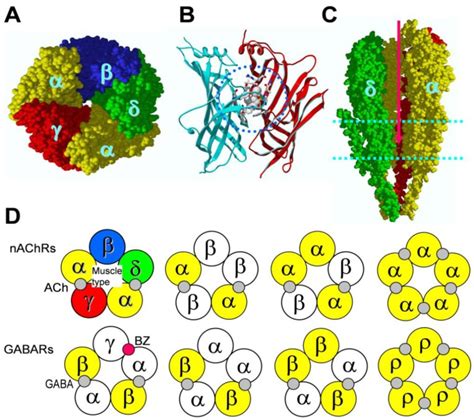 Structures of prevalent cys-loop receptors and locations of agonist... | Download Scientific Diagram