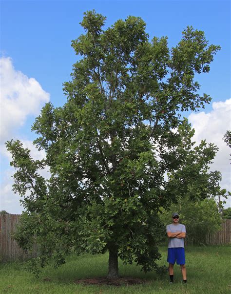 Burr Oak tree - Southern Native Trees