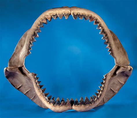 Megalodon, The Monster Shark Lives | Attention Deficit Disorder ...