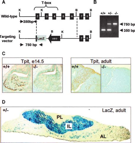 Targeted Disruption Of The Mouse Tpit Gene A Ho Mologous