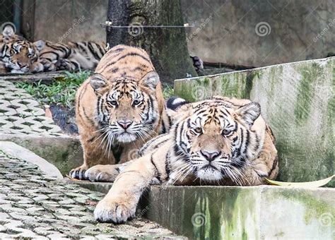 Tigers Ready To Pounce Stock Photo Image Of Month Siberian 46015270