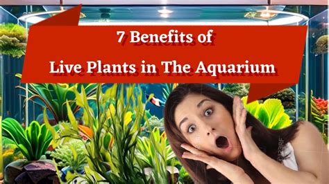 7 Incredible Benefits Of Live Plants In Your Aquarium YouTube