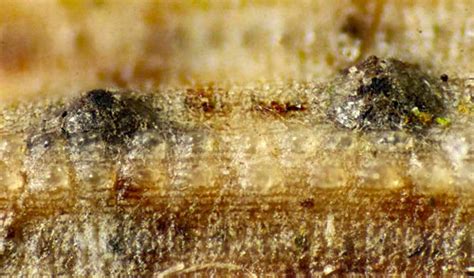 Leptosphaeria Hiemalis Plant Parasites Of Europe