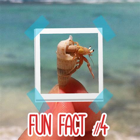 Six Hermit Crab Fun Facts Hermit Crab