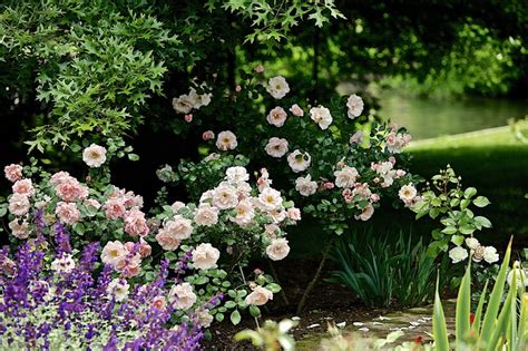 Rosengarten Zweibr Cken Rose Biblio