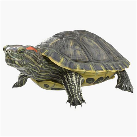 pond slider turtle pose 3d model