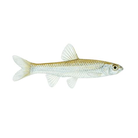 American pickerel: Fishing Regulations, Lures, Behavior, and Prime Locations