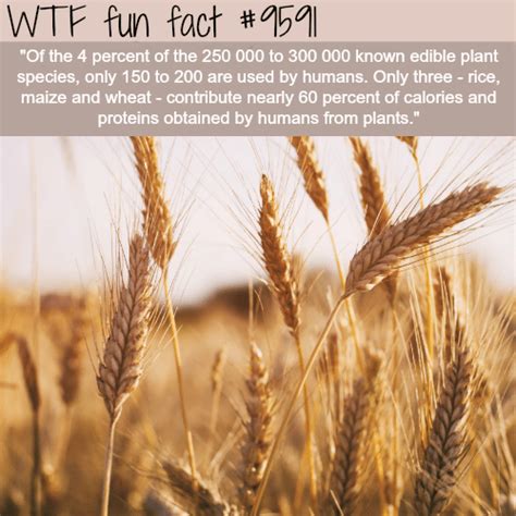 Wtf Fun Facts Page 393 Of 1411 Funny Interesting And Weird Facts