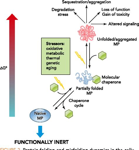 Pdf Protein Homeostasis At The Plasma Membrane Semantic Scholar