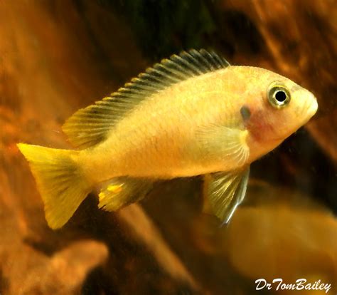 BABY Lake Malawi Msobo Mbuna Cichlid