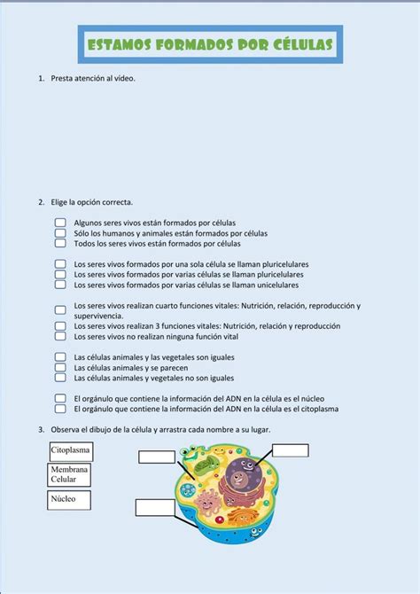 Ficha Las Celulas Para Quinto De Primaria Citoplasma Biologia Celular Sexiz Pix